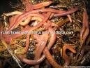 EARTHWORMS