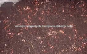 Vermiculture & Vermicompost